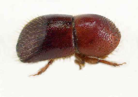 Dorso-Ventralansicht eines Käfers von Xylosandrus crassiusculus